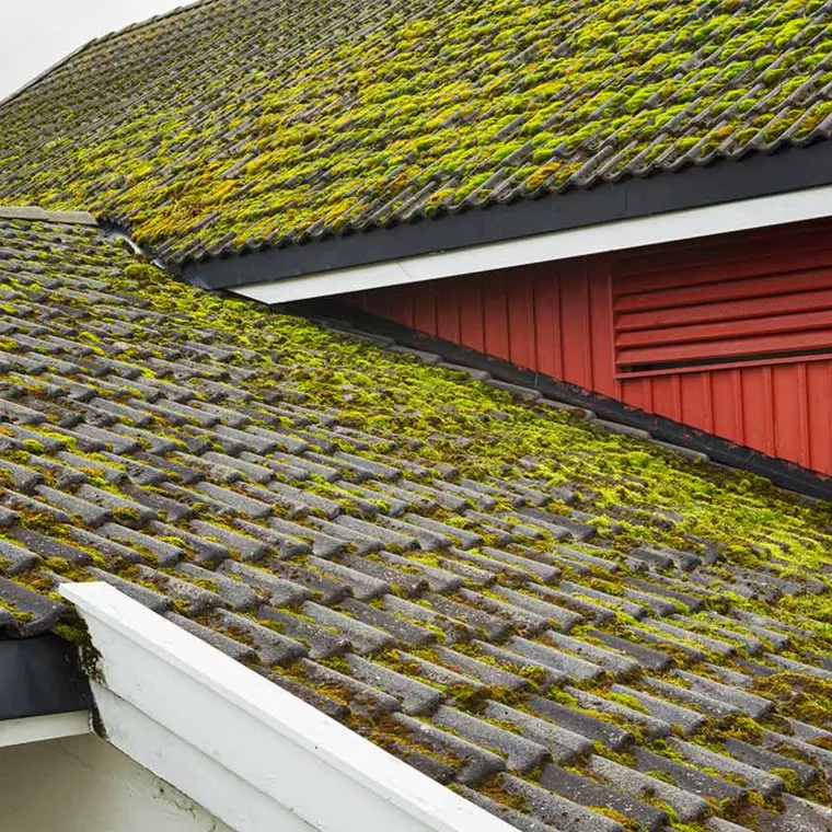moss-covered-roof_1500x844 -  - Zo gebruik je Algimouss als een pro